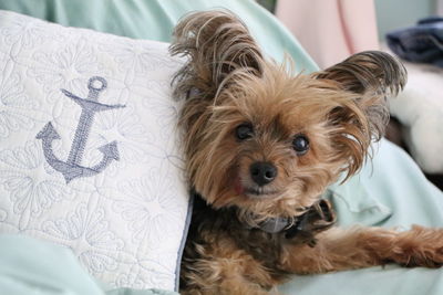 Portrait of dog relaxing on bed at home