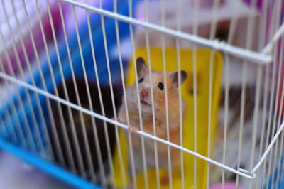 Portrait of hamster in cage