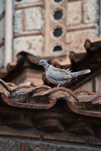Close-up of bird perching on wood