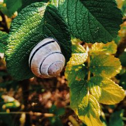 Close-up of snail on leaves