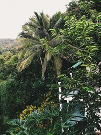 Palm trees against sky