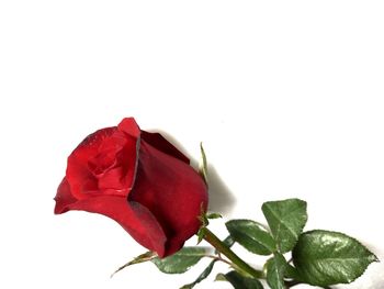 Close-up of red rose against white background