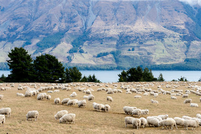 Flock of sheep on field against mountains