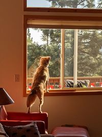 Dog looking through window at home