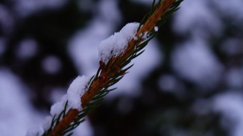 Close-up of leaf