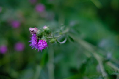 Close-up of purple flowering plant