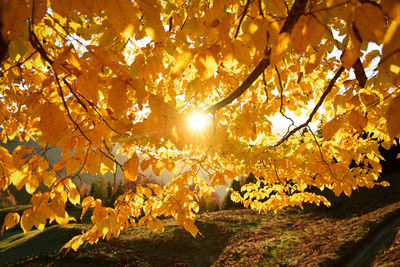 Low angle view of tree