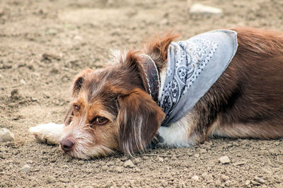 Dog lying down on sand