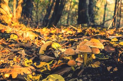 Close-up of autumn leaves