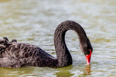 Beautiful black swan in the lake