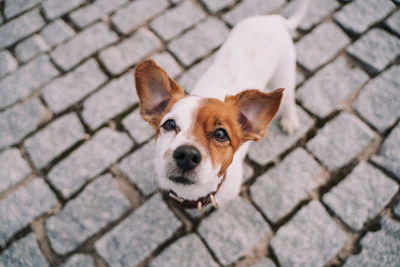 Portrait of dog on footpath