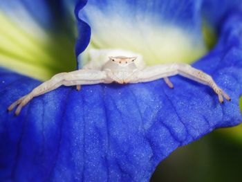 Close-up of insect on blue flower