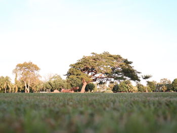 Trees on field against clear sky