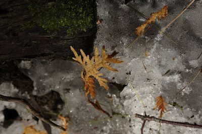 Close-up of autumnal leaves on ground