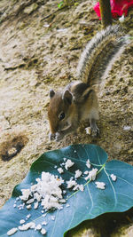 High angle view of plants on rock