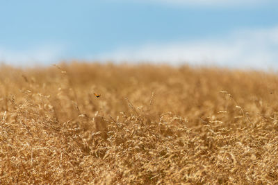 Crops growing on field against sky