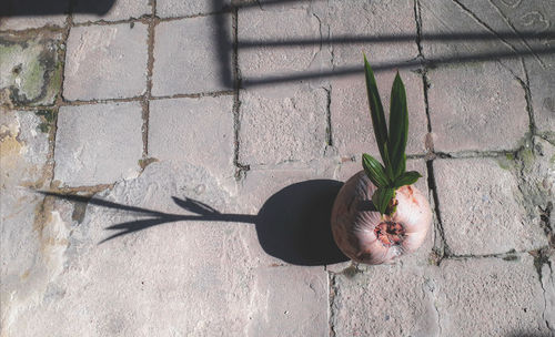 High angle view of potted plant against wall