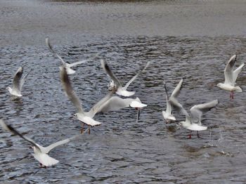 Seagulls flying over lake