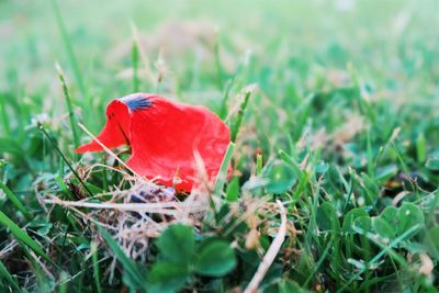 Close-up of plant growing on grassy field