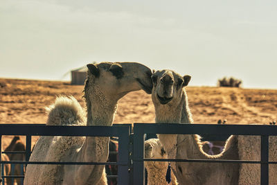 Horses on field