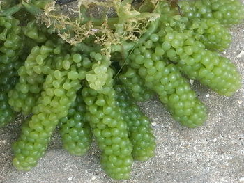 Close-up of grapes