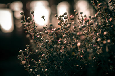 Close-up of plants growing outdoors