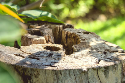Close-up of wood in forest