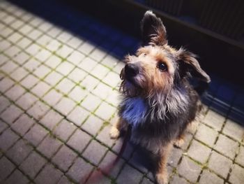 High angle portrait of dog