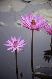 Close-up of pink lotus water lily in lake