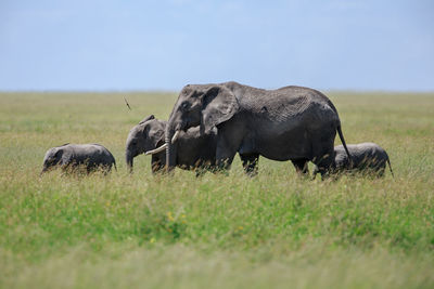 An african elephant herd in the savannah