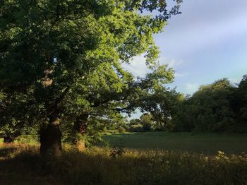 Trees on field against sky