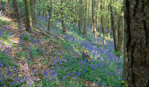 View of trees in forest