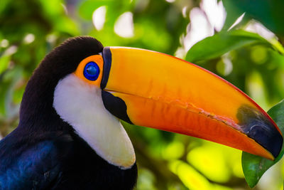 Close-up of a bird