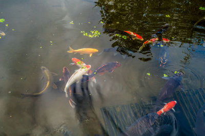 High angle view of koi carps swimming in lake