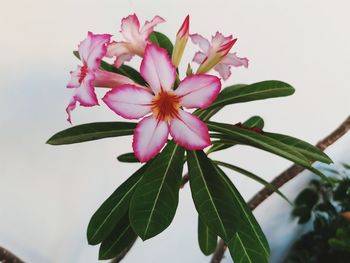 Close-up of pink flowering plant