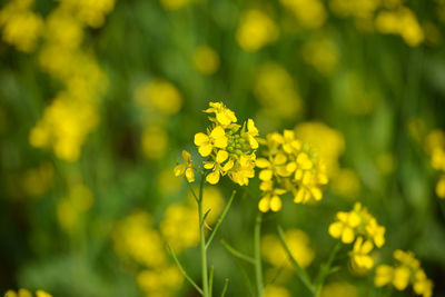 Close-up of yellow flowering plant on field