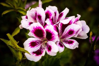 Close-up of pink flowers