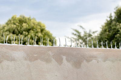 Close-up of plants against white wall