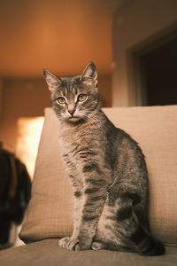 Portrait of cat sitting at home