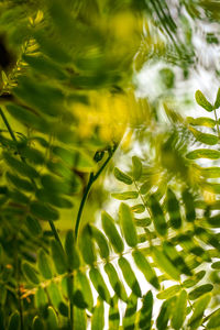Close-up of leaves on plant