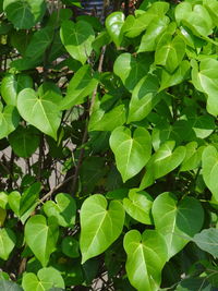 Full frame shot of green leaves