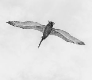 Low angle view of fish in mid-air against sky