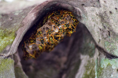 Close-up of lichen on tree trunk