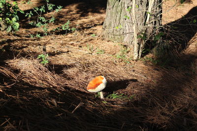 Close-up of mushrooms growing on tree trunk