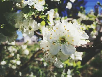 Close-up of white flowers blooming outdoors