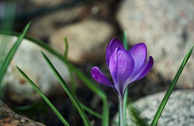 Close-up of purple crocus flower