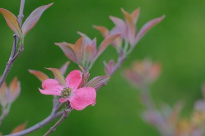 Close-up of pink flowering plant