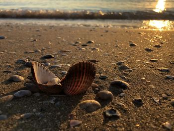 Close-up of shells on beach