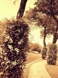 Trees growing by road against sky