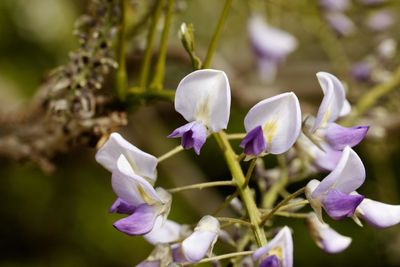 Close-up of purple flowering plant
